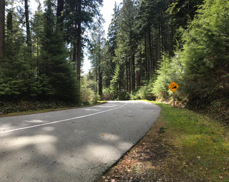 Paved path in forest curves to the left with yellow caution sign on right. 