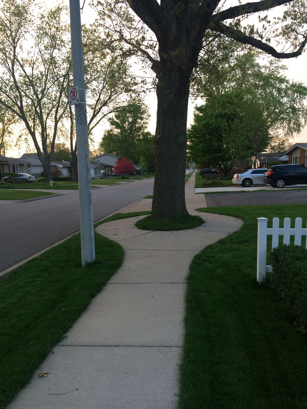 Sidewalk breaks into two paths around tree.